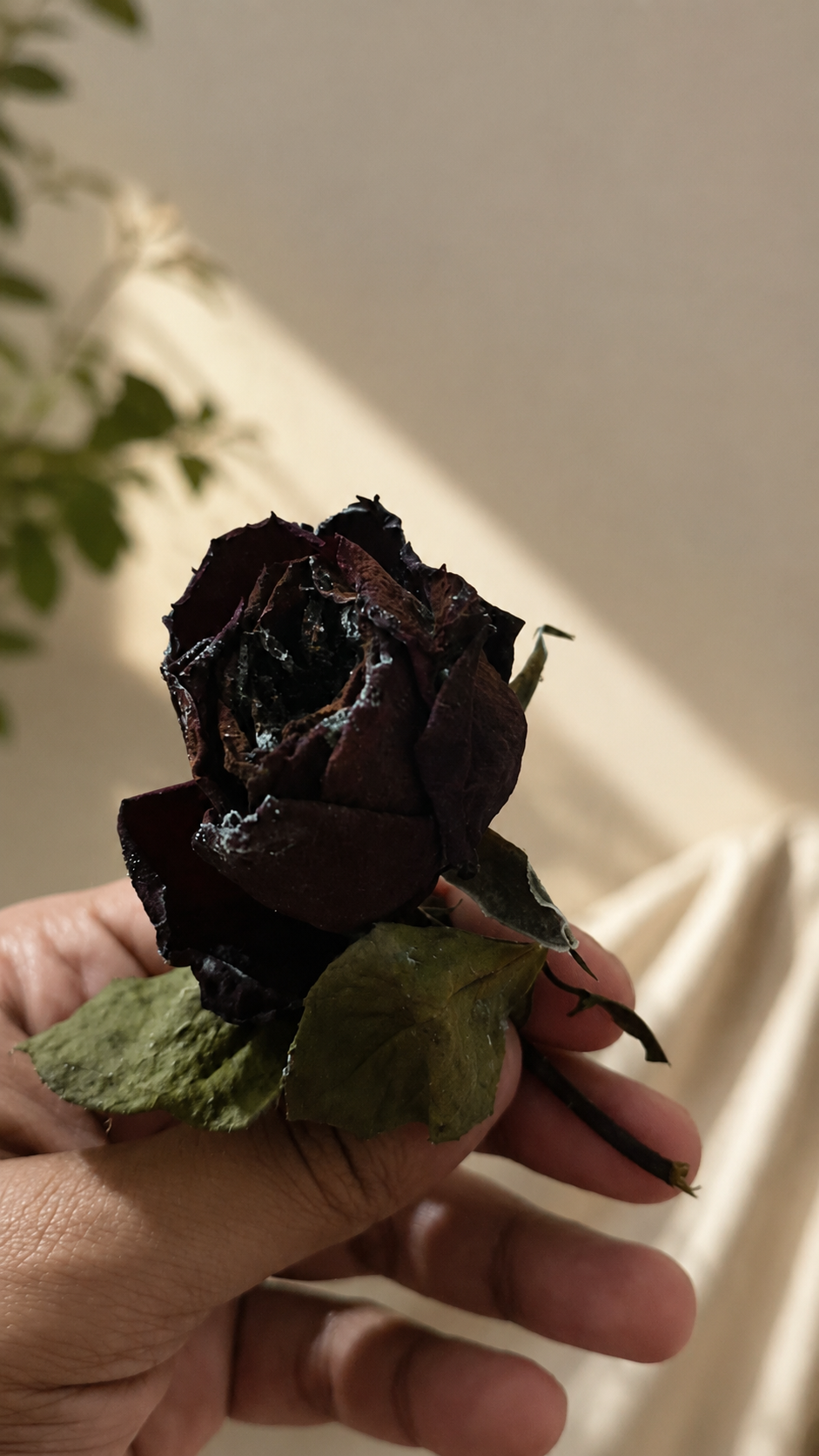 A dried, preserved red rose resting on soft cream tissue paper